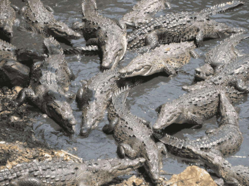 Don't Go Into the Swamp: Crocodiles and the Japanese Type 99 Rifle Don't Go Into the Swamp: Crocodiles and the Japanese Type 99 Rifle