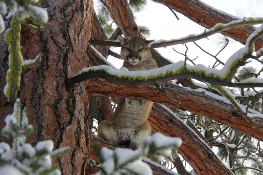 Tips For Winter Hound Hunts Tips For Winter Hound Hunts
