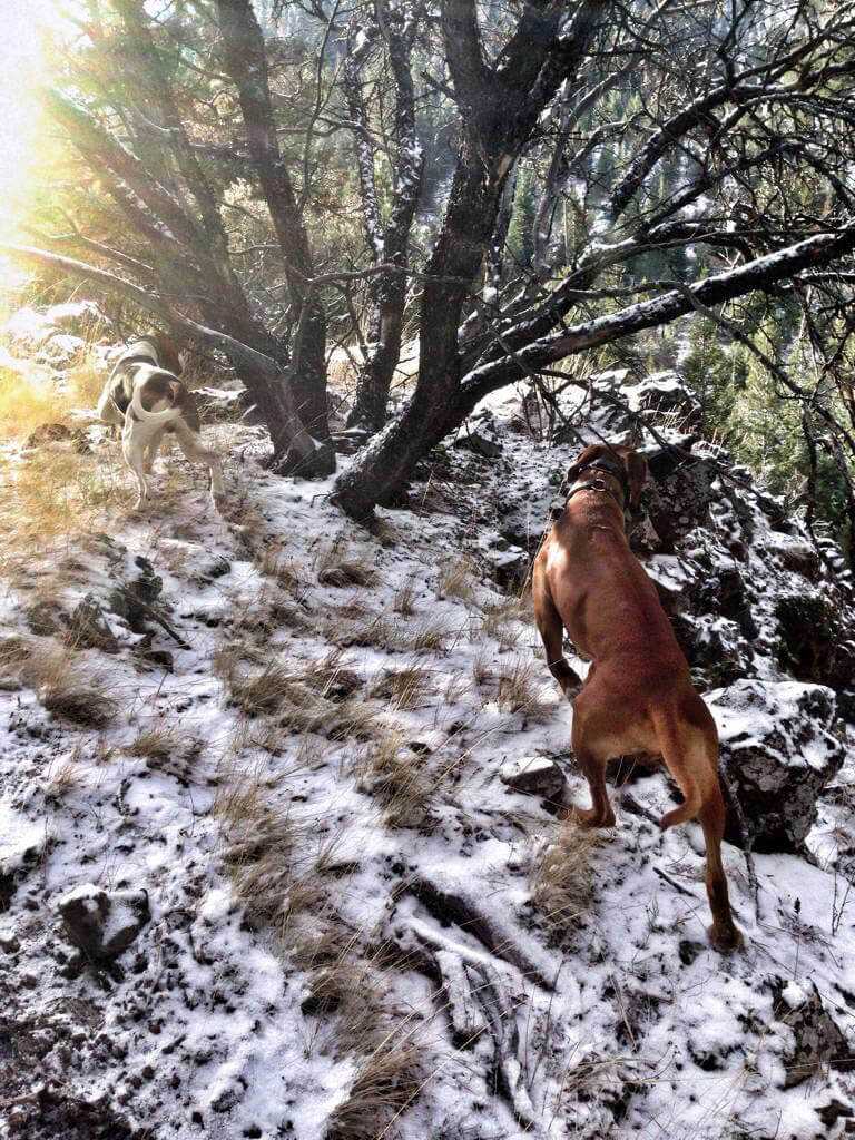 Tips For Winter Hound Hunts Tips For Winter Hound Hunts