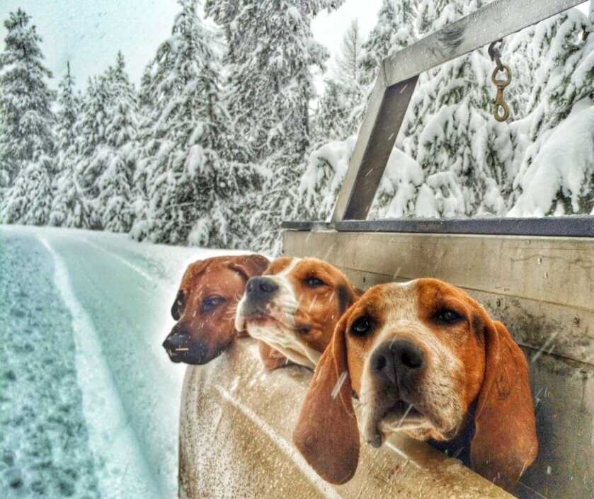 Tips For Winter Hound Hunts Tips For Winter Hound Hunts