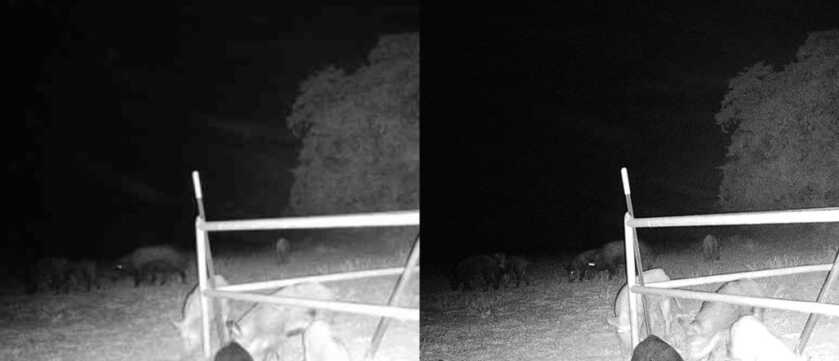 Get a Jump on Next Year’s Buck with the Fusion Wireless Trail Cam