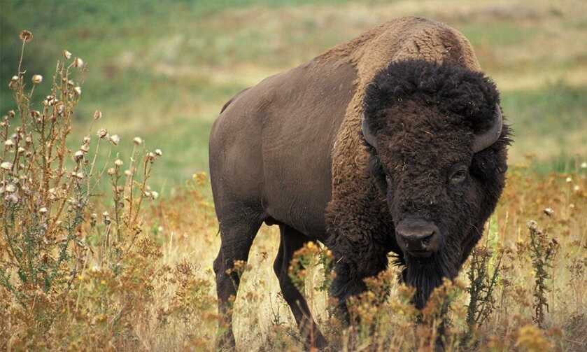Want to Hunt Bison? The National Park Service is Looking for Volunteers Want to Hunt Bison? The National Park Service is Looking for Volunteers