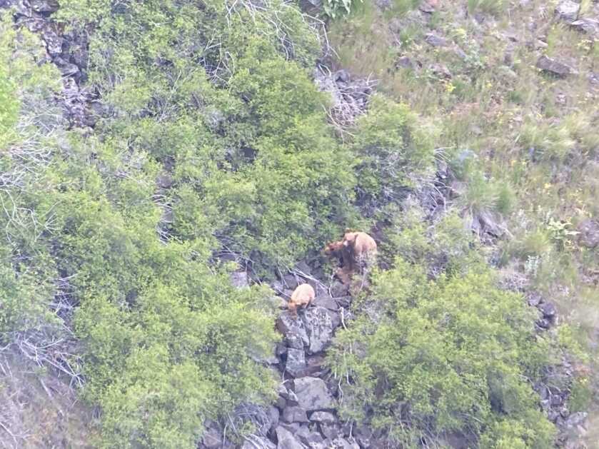 5 Tips For Baiting Bears 5 Tips For Baiting Bears