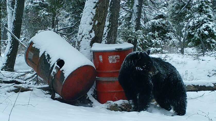 5 Tips For Baiting Bears 5 Tips For Baiting Bears