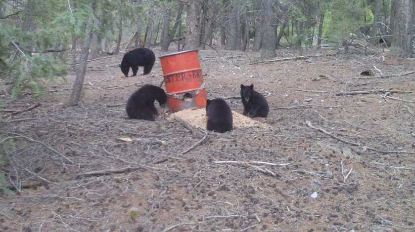 5 Tips For Baiting Bears 5 Tips For Baiting Bears