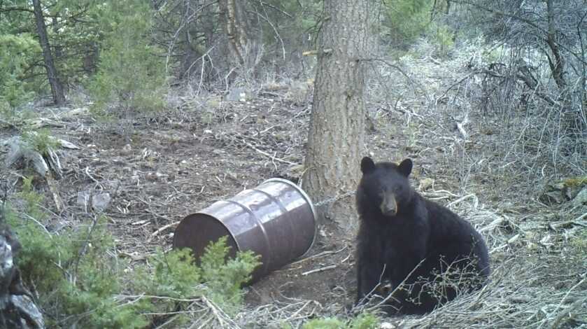 5 Tips For Baiting Bears 5 Tips For Baiting Bears