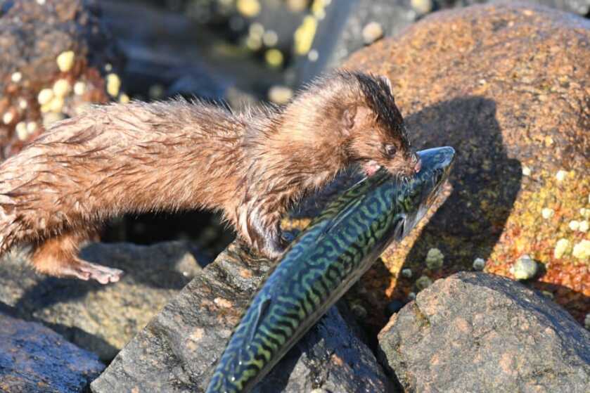 Massachusetts Division of Wildlife Mulling High-Priced Licensing Scheme Massachusetts Division of Wildlife Mulling High-Priced Licensing Scheme