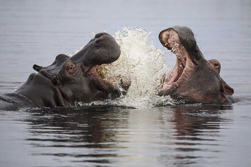 Pablo's Hippos: The Death of the Most Dangerous Man in the World Pablo's Hippos: The Death of the Most Dangerous Man in the World