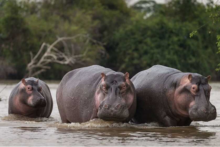 Pablo's Hippos: The Death of the Most Dangerous Man in the World Pablo's Hippos: The Death of the Most Dangerous Man in the World