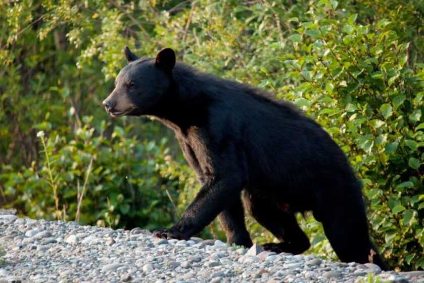 New Jersey: No Black Bear Hunt in 2021 New Jersey: No Black Bear Hunt in 2021