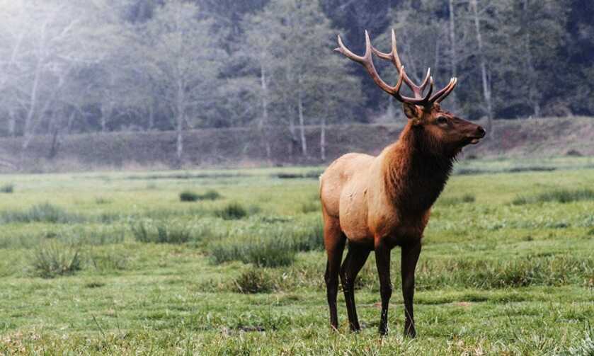 Utah: Bans Baiting Large Game Animals, Won't Sell Licenses to Those Behind in Child Support Utah: Bans Baiting Large Game Animals, Won't Sell Licenses to Those Behind in Child Support