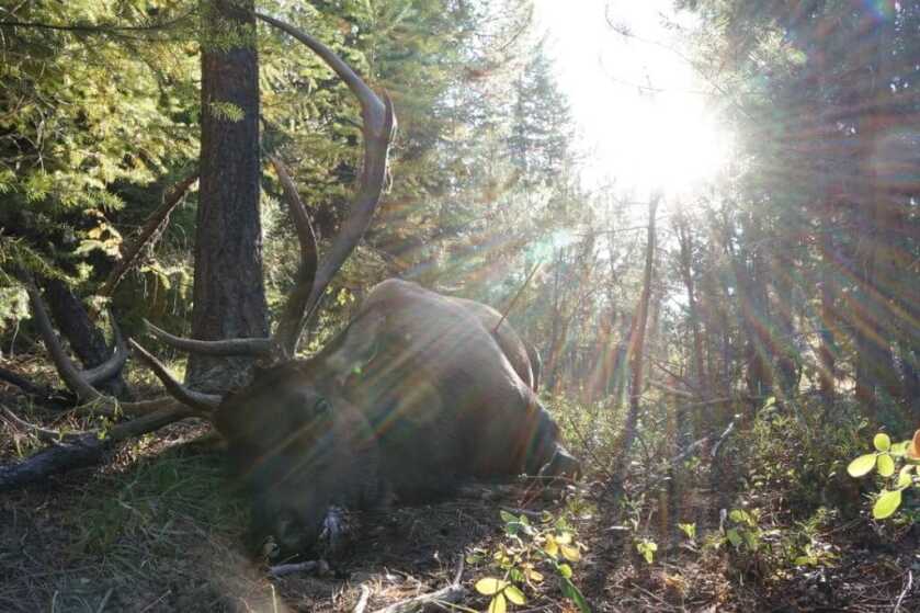 A Bear Charged Me - Epic Story of Self Defense in the Field