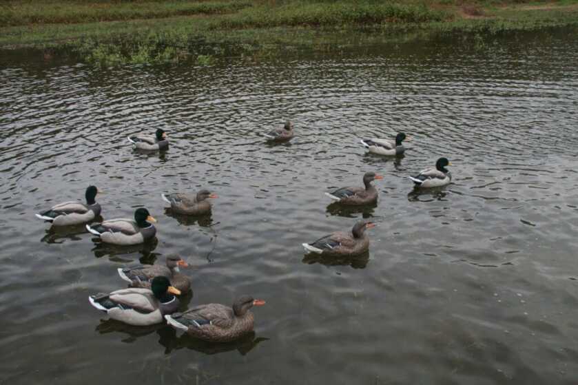 Dakota’s Packable Mallard Decoys Dakota’s Packable Mallard Decoys