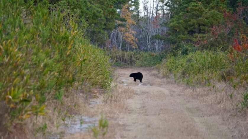 The Biggest Black Bears in the World The Biggest Black Bears in the World