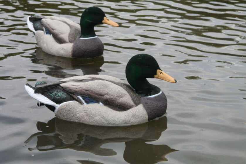 Dakota’s Packable Mallard Decoys Dakota’s Packable Mallard Decoys