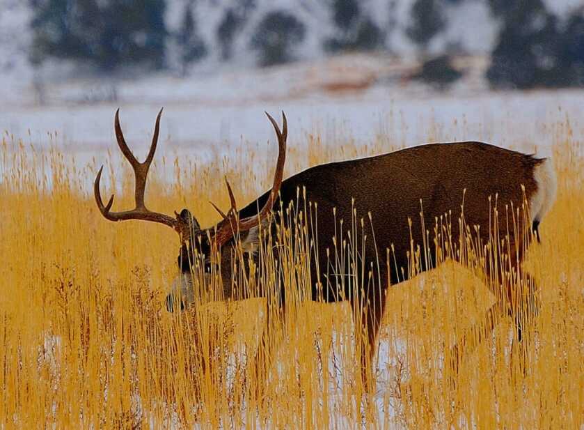 Take the Shot? The Author Gets a Surprise Shot at a Big Mule Deer. Full of Adrenaline, His Hands (and everything else) are Shaking. Should he Take the Shot? Take the Shot? The Author Gets a Surprise Shot at a Big Mule Deer. Full of Adrenaline, His Hands (and everything else) are Shaking. Should he Take the Shot?