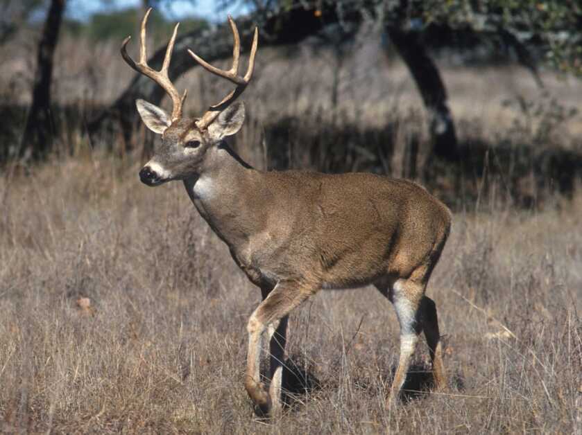 Wisconsin Authorities Arrest Illinois Man for Shining, Poaching Deer Wisconsin Authorities Arrest Illinois Man for Shining, Poaching Deer