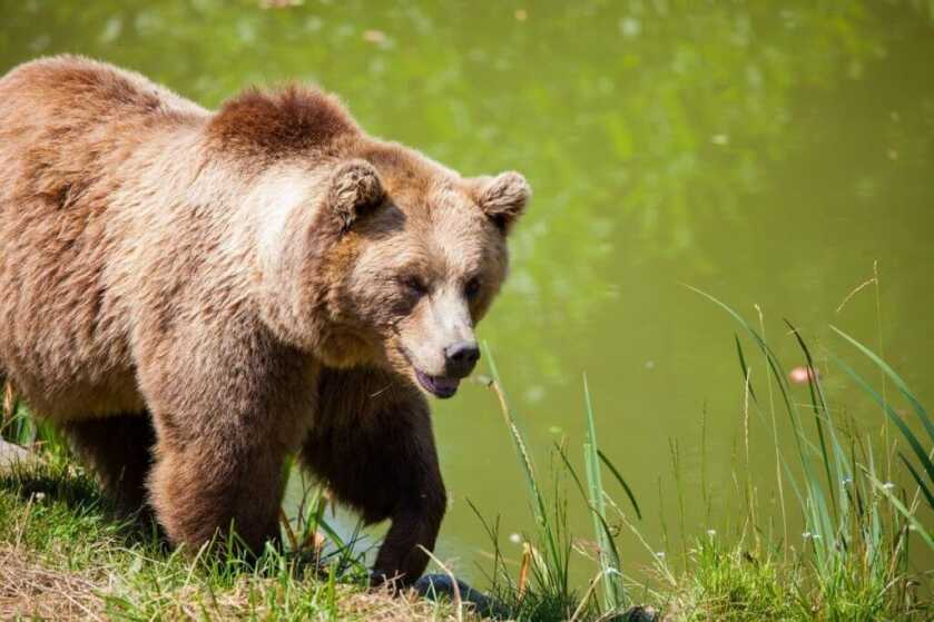 Environmentalists Sue Over Trump Rule that Expanded Hunting and Fishing Environmentalists Sue Over Trump Rule that Expanded Hunting and Fishing