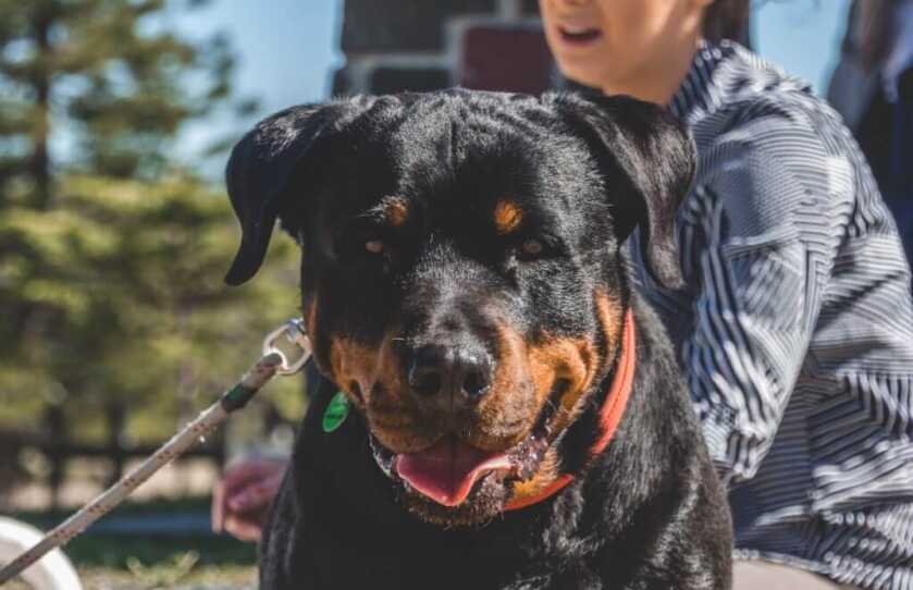 Chicago CCL Holder Saves Woman’s Life in Vicious Dog Attack