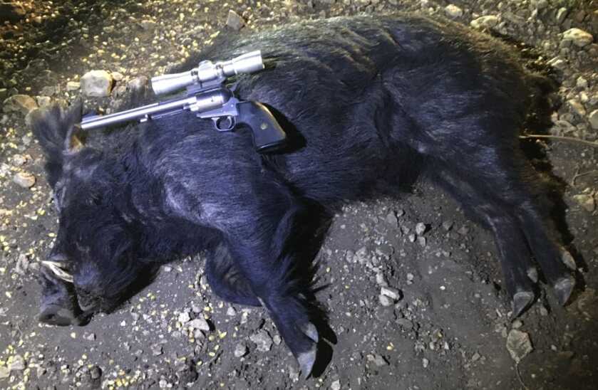 Handgunning Hogs: 357’s & 41’s Handgunning Hogs: 357’s & 41’s