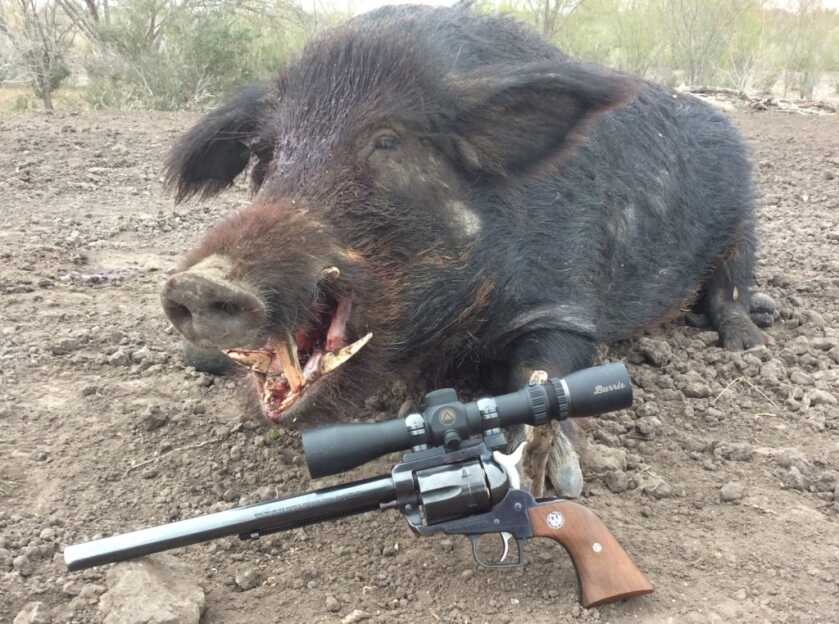 Handgunning Hogs: 357’s & 41’s Handgunning Hogs: 357’s & 41’s