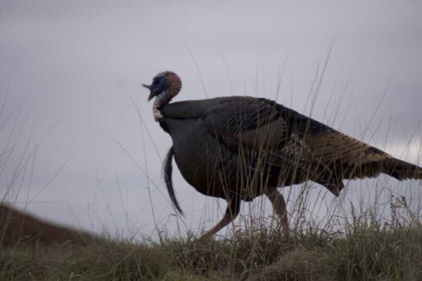 Tag A Pressured Public-Land Longbeard with Archery Tackle Tag A Pressured Public-Land Longbeard with Archery Tackle
