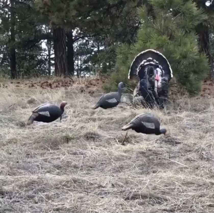 Go Bow-Mounted For Turkey Go Bow-Mounted For Turkey