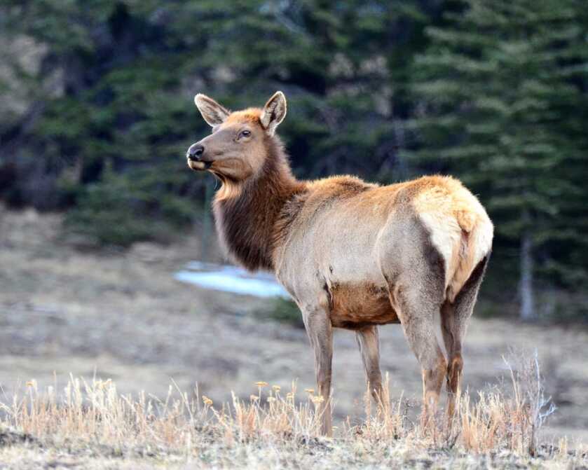 Canadian Man Fined ,000, Banned from Hunting for 8 Years for Illegal Elk Kills Canadian Man Fined ,000, Banned from Hunting for 8 Years for Illegal Elk Kills