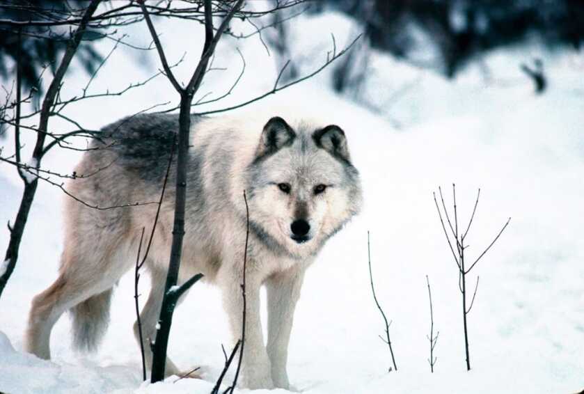 Michigan Rabbit Hunter's Dog Bit by Wolf Michigan Rabbit Hunter's Dog Bit by Wolf