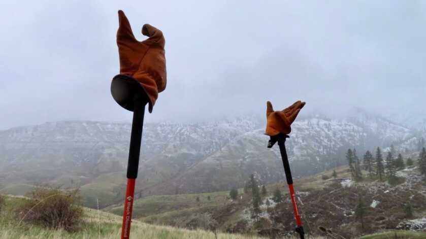 5 Spot & Stalk Bears in 5 Days! Spring Bear Adventures