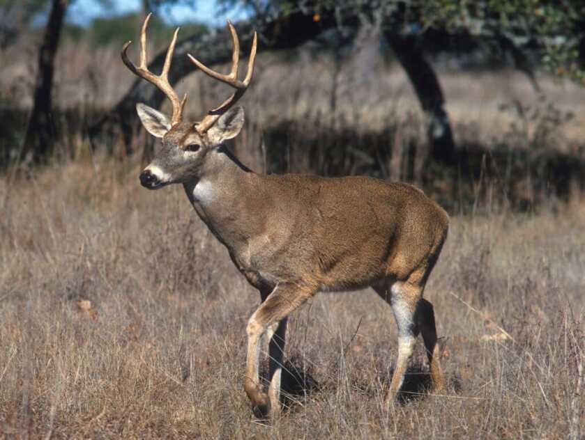 Michigan Man Confesses to Killing at Least Five Deer From His Vehicle