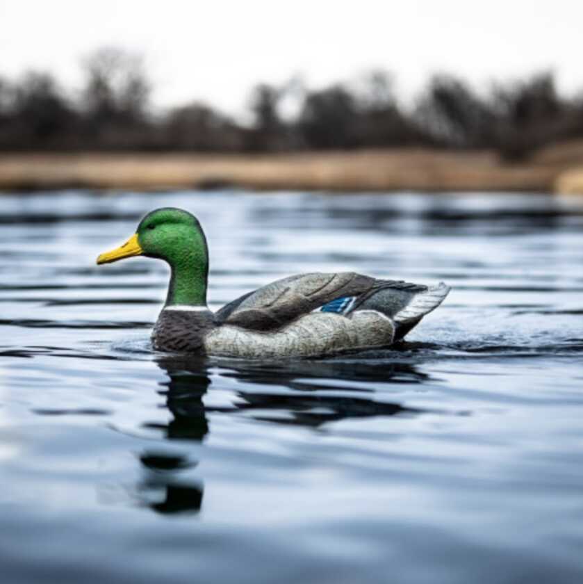 Put a Swimmer In Your Spread Put a Swimmer In Your Spread