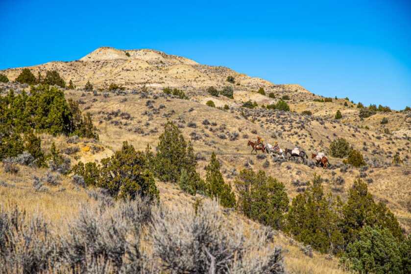 Tips To Better Understand & Enjoy Your Mule Tips To Better Understand & Enjoy Your Mule