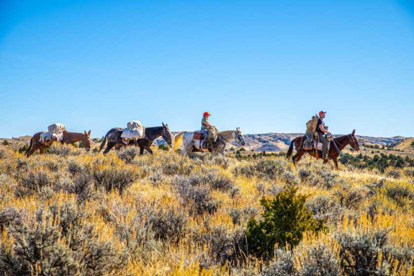 Tips To Better Understand & Enjoy Your Mule Tips To Better Understand & Enjoy Your Mule