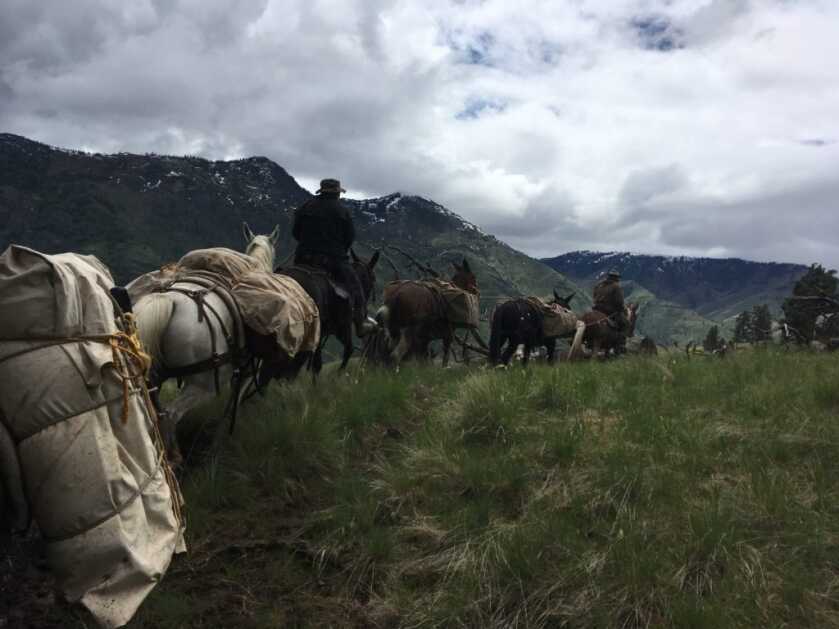 Tips To Better Understand & Enjoy Your Mule Tips To Better Understand & Enjoy Your Mule