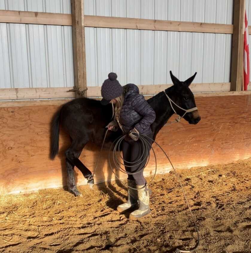Tips To Better Understand & Enjoy Your Mule Tips To Better Understand & Enjoy Your Mule