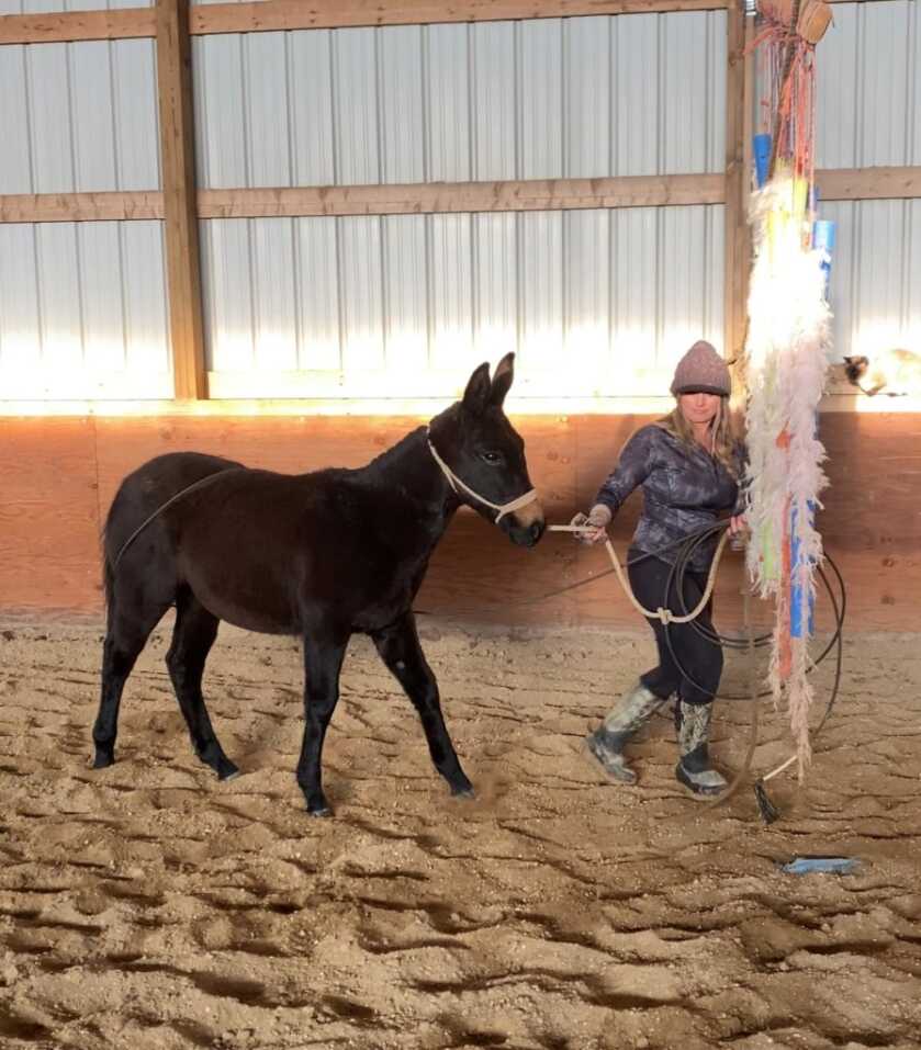 Tips To Better Understand & Enjoy Your Mule Tips To Better Understand & Enjoy Your Mule