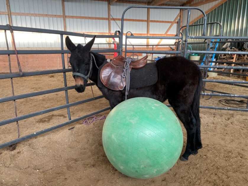 Tips To Better Understand & Enjoy Your Mule Tips To Better Understand & Enjoy Your Mule
