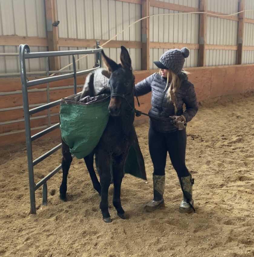 Tips To Better Understand & Enjoy Your Mule Tips To Better Understand & Enjoy Your Mule
