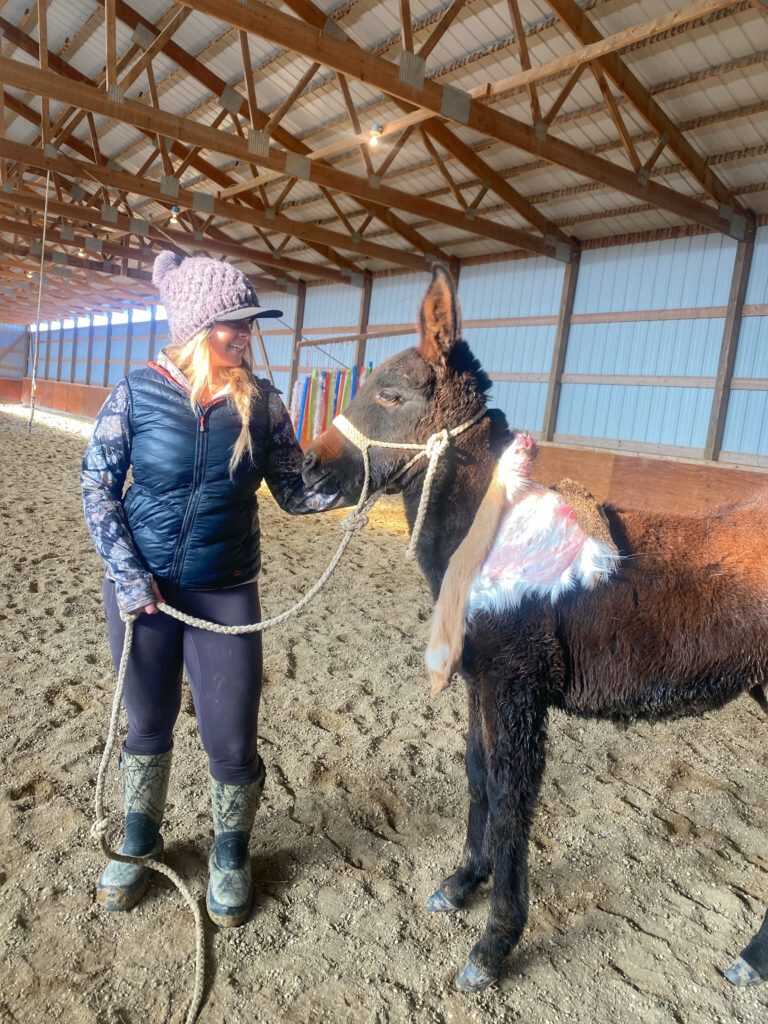 Tips To Better Understand & Enjoy Your Mule Tips To Better Understand & Enjoy Your Mule