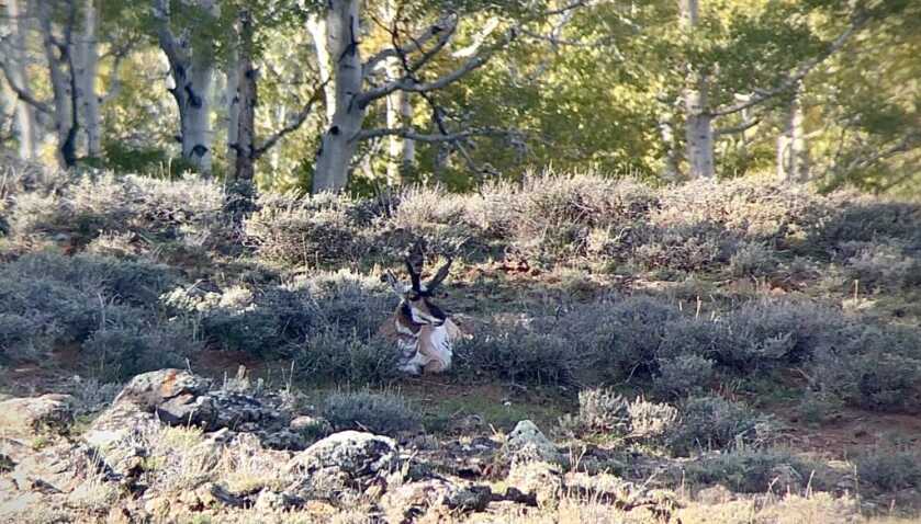 Antelope bedded down.