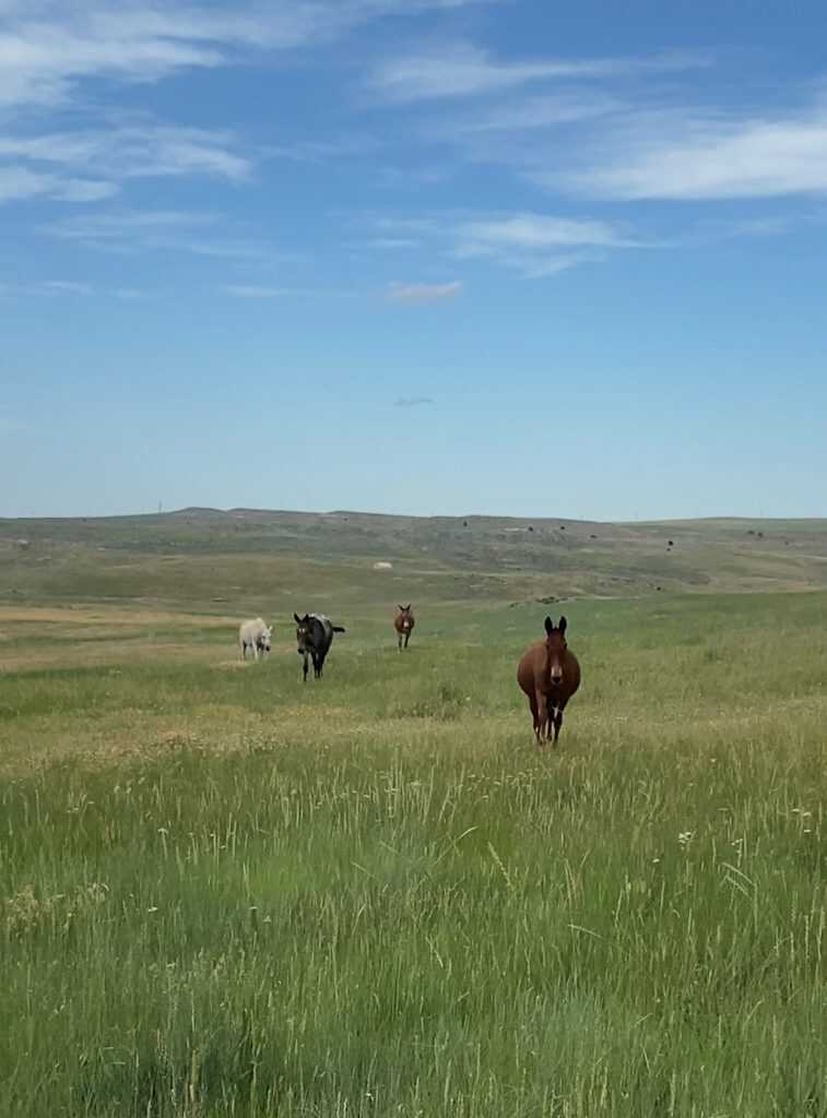 Tips To Better Understand & Enjoy Your Mule Tips To Better Understand & Enjoy Your Mule