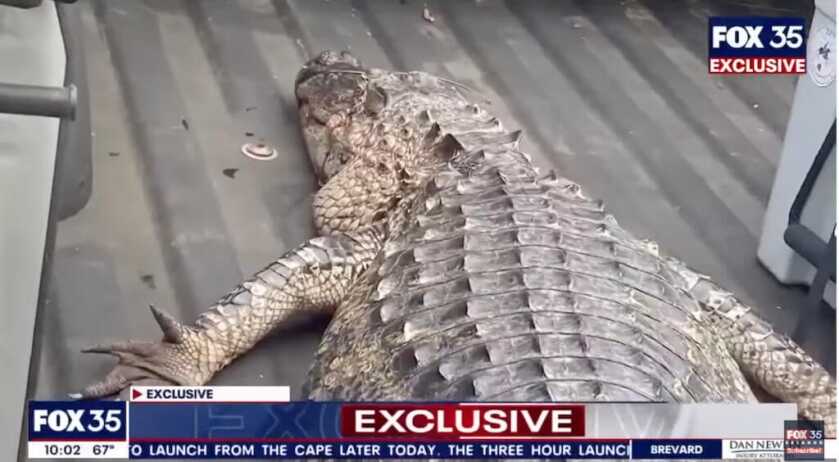Winston Alive, Alligator Dead, Homeowner with Gun Relieved