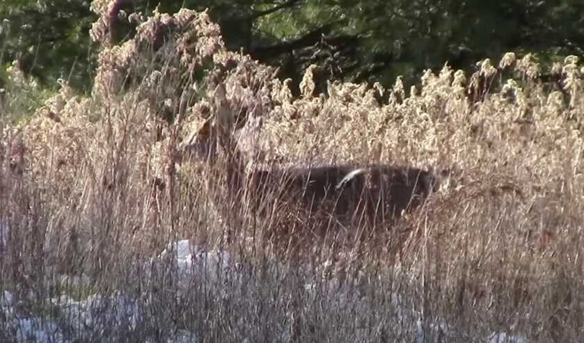 Big Game Licenses Face Reduction in Colorado A deer in the field.
