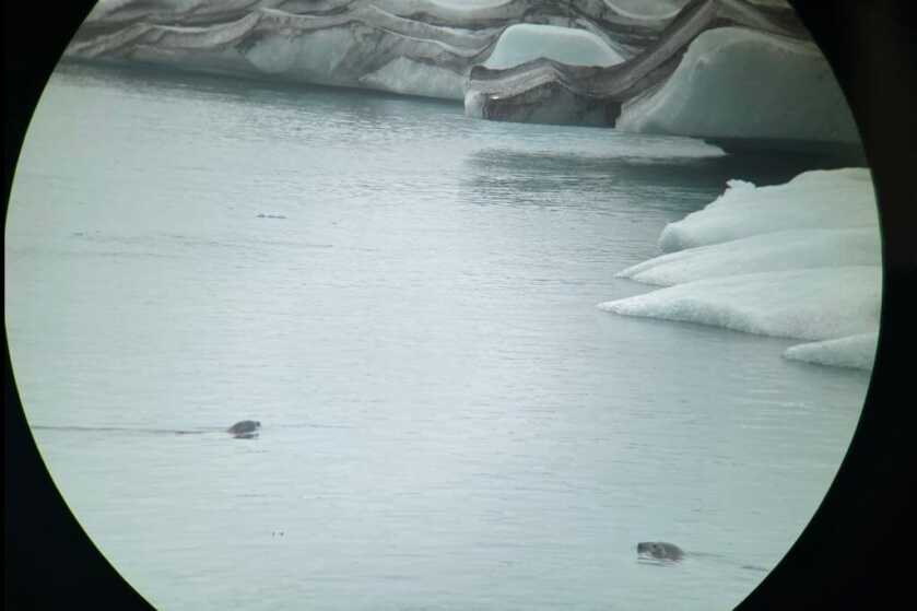 2 - Nature Observation: Sig ZULU8 HDX 10x42 Binocular Review Picture through SIG SAUER Binoculars looking at two seals in Iceland