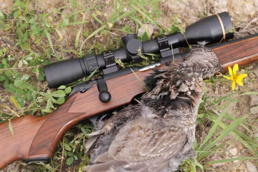 Springfield's 2020 Rimfire Rifles: Accuracy & Quality, Budget & Heirloom Springfield's 2020 Rimfire Rifle on grass with bird