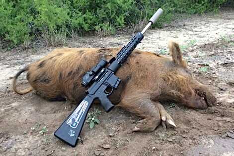 The Ideal Rifle caliber for Wild Boar Wild Boar and rifle