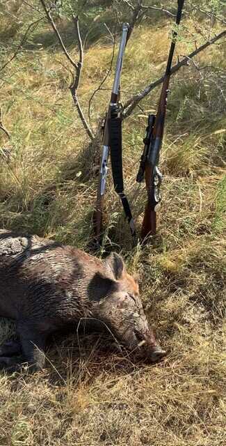 The Ideal Rifle caliber for Wild Boar Wild Boar and rifle