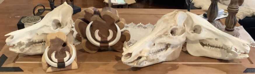 The Ideal Rifle caliber for Wild Boar Wild Boar skulls