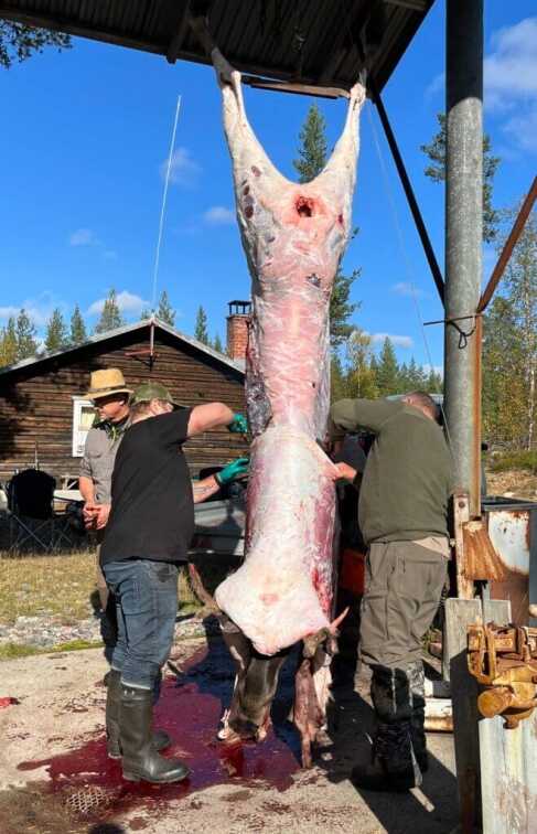 The Ideal Rifle caliber for Wild Boar 308 Winchester hole in a Swedish Moose